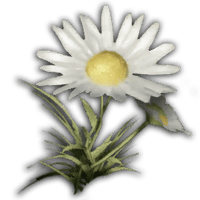 an image of the Nightingale item Chamomile