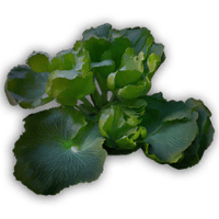 an image of the Nightingale item Water Spinach