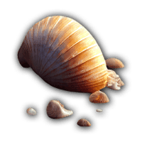 an image of the Nightingale item Sea Shell