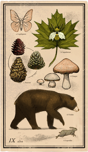 Forest Card