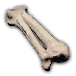 Bone