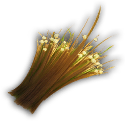Plant Fibre