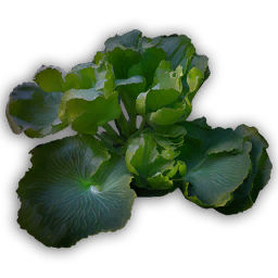 Water Spinach