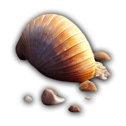 Sea Shell